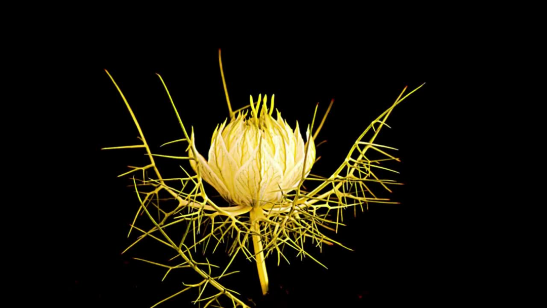Black Seeds for Skincare - Oasis Black Organic Botanical Skincare featuring Black Seeds